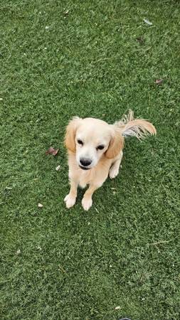 Cocker spaniel 1