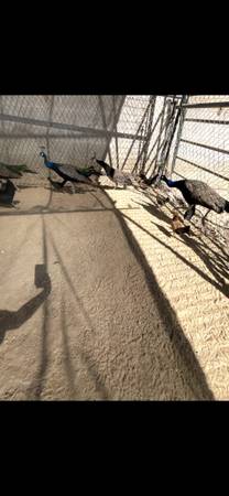Peacocks 1