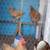 Fertile eggs / huevo fertile / pollitos chicks 8 thumbnail