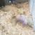Ducklings 2 thumbnail