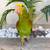 Parrot 9 thumbnail
