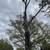 Storm Cleanup & Tree Service - Pensacola / Cantonment 7 thumbnail