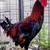 3 Beautiful GameFowl Roosters ..6 months old 2 thumbnail