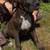 Cane Corso / Great Dane mix puppy puppies 2 thumbnail