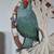 Indian ring neck parrots. 7 thumbnail