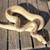 Ball Pythons 5 thumbnail