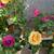 Roses 7 thumbnail