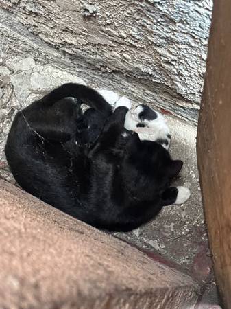 Mama cat & kittens (San ysidro)63914315100675122