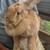 Large breed rabbits 3 thumbnail