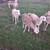 Sheep  lambs 4 thumbnail
