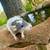 Pet Rats! Great Family Pets!! 2 thumbnail