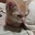 Kitten 2 thumbnail