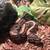 Rehousing ball python 4 thumbnail