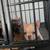 A K C Frenchie pups French bulldog 1 thumbnail