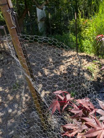 Chicken wire 1