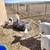 Kid Goats Nubain/Boer 3 thumbnail