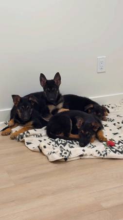 Gs puppies 1