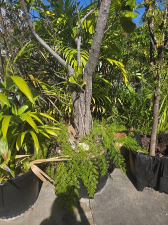 14 ft Fiddle Leaf Fig Tree 1