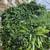 29pcs 20”x20” Grass Panel Greenery Wall Mounted Faux Leaves Ivy Plants 3 thumbnail