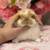 Holland lop 2 thumbnail