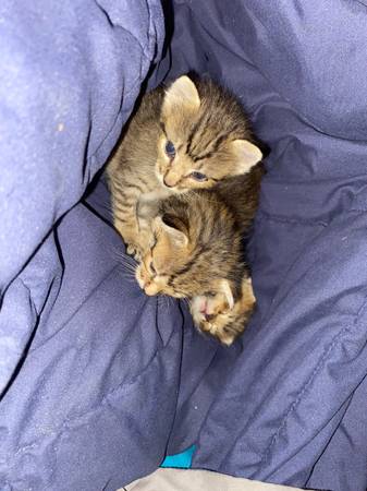 Three Kittens (Webster)63859314543105122