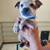 Red heeler puppies (Australian cattle dog) 10 thumbnail