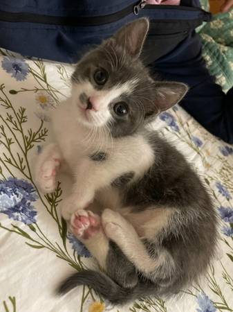 Cute Kitten63690333770883120