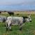 Corriente Heifers 3 thumbnail