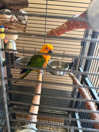 Tarifa de reubicación de Sun Conure (Des Moines, IA)63671589168131122