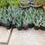 CACTUS Century Plants Blue Agave or Yellow Edges 3 Gal. Pots 3 thumbnail