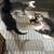 Kittens (8 Weeks) 3 thumbnail