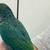 Green Cheek Conures Birds 2 thumbnail