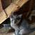 Kittens 2 thumbnail