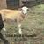 Goats,Sheep & pups 4 thumbnail