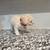 Maltipoo 2 thumbnail