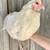Ameraucana Hens 4 thumbnail