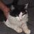 Cat 6 thumbnail