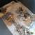Heritage Bourbon Red Turkey Poults Unsexed 12 thumbnail
