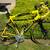 Specialized Allez Aluminum / Carbon Fiber Road bike 1 thumbnail