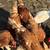 Chickens 1 thumbnail