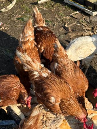 Chickens 1