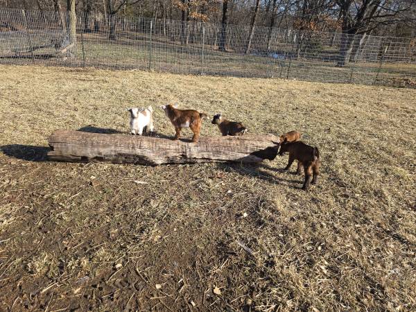 Nigerian Dwarf goats 1/1/26 2/17/26 1