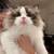 Ragdoll 1 thumbnail