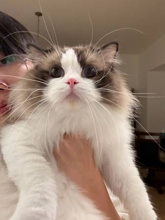 Ragdoll 1