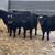 Heifers 6 thumbnail