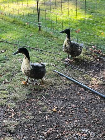Ducks 1