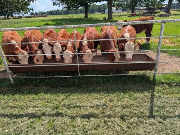 Hereford Cattle 1
