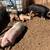 Butcher ready pigs 11 thumbnail