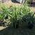 Cane yuccas 2 thumbnail