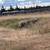 Sheep 3 thumbnail